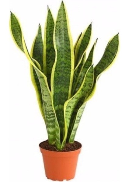 Videolu Sarılı Paşa Kılıcı Çiçeği Fidanı 40-55 cm Saksılı Çiçekli Bodur Bitkiler Sansevieria
