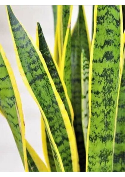 Videolu Sarılı Paşa Kılıcı Çiçeği Fidanı 40-55 cm Saksılı Çiçekli Bodur Bitkiler Sansevieria fiyatları