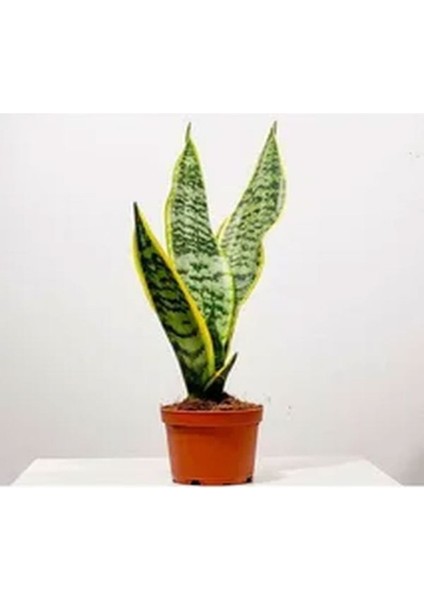Videolu Sarılı Paşa Kılıcı Çiçeği Fidanı 40-55 cm Saksılı Çiçekli Bodur Bitkiler Sansevieria modelleri