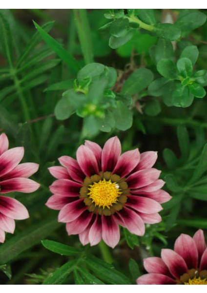 Videolu 10 Adet Pembe Gazanya Çiçeği Fidanı 25-45 cm Saksılı Çiçekli Bodur Bitkiler Gazania