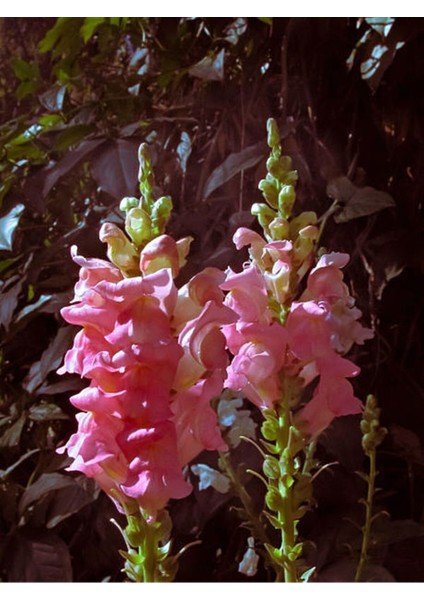 Videolu 30 Adet Pembe Beyaz Aslanağzı Çiçeği Fidanı 5-15CM Tüplü Çiçekli Bodur (Antirrihinum Majus)