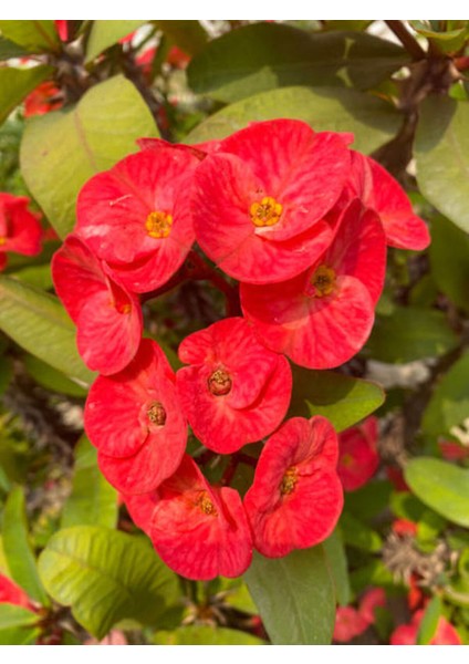 Videolu Kırmızı Milli Dikenler Tacı Mini Boy 1 Adet Saksıllı 10-20CM Salon Bitkisi (Euphorbia Red)