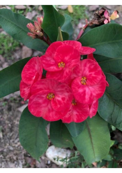 Videolu Kırmızı Milli Dikenler Tacı Mini Boy 1 Adet Saksıllı 10-20CM Salon Bitkisi (Euphorbia Red)