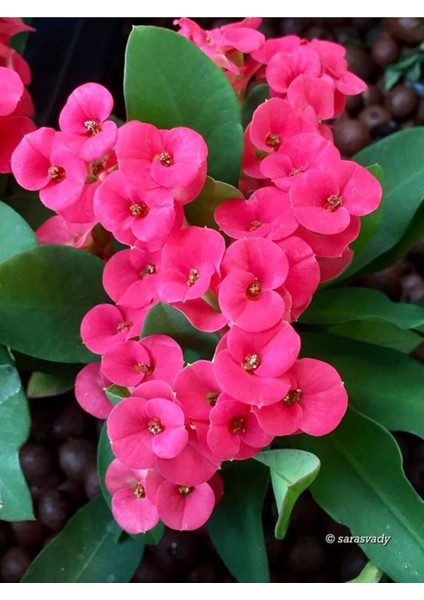 Videolu Pembe Milli Dikenler Tacı Dolgun Çiçekli 1 Adet Saksılı 20-40 cm Salon Kaktüsü (Euphorbia) fiyatları