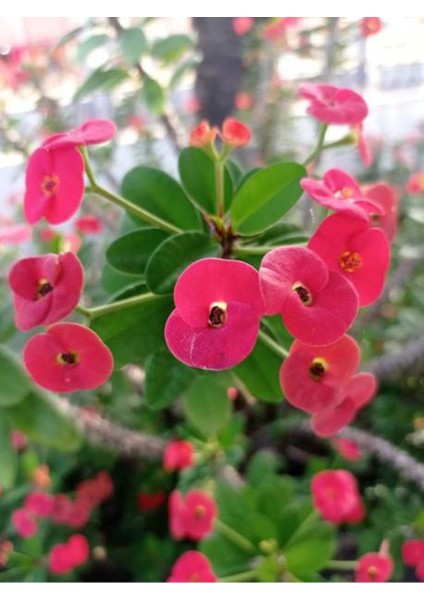 Videolu Pembe Milli Dikenler Tacı Dolgun Çiçekli 1 Adet Saksılı 20-40 cm Salon Kaktüsü (Euphorbia) modelleri