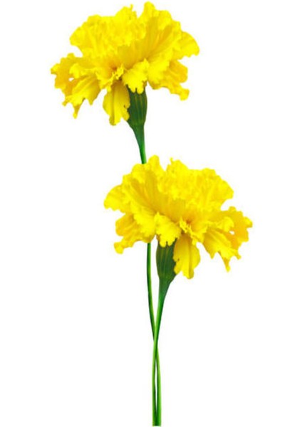 Videolu Kokulu Sarı Karanfil Çiçeği Fidanı 30-45 cm Saksılı Çiçekli Bodur Bitkiler Yellow Carnation