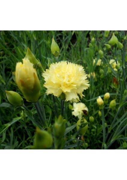 Videolu Kokulu Sarı Karanfil Çiçeği Fidanı 30-45 cm Saksılı Çiçekli Bodur Bitkiler Yellow Carnation fırsatları
