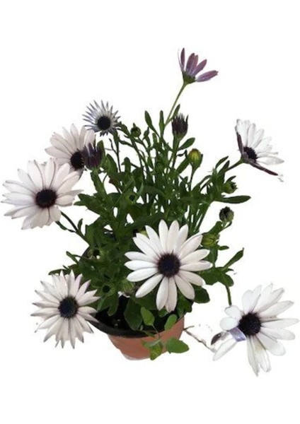 Videolu Beyaz Bodrum Papatyası Çiçeği Fidanı 20-35 cm Saksılı Çiçekli Bodur Bitkiler Bodrum Daisy