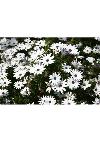 Videolu Beyaz Bodrum Papatyası Çiçeği Fidanı 20-35 cm Saksılı Çiçekli Bodur Bitkiler Bodrum Daisy modelleri