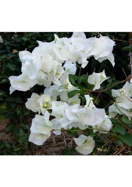Videolu Beyaz Begonvil Sarmaşığı Çiçeği Fidanı 30-50 cm Saksılı Çiçekli Bodur (White Bougainvillea ) modelleri