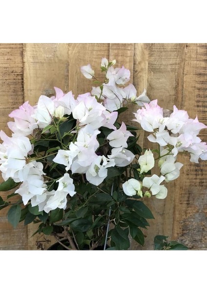 Videolu Beyaz Begonvil Sarmaşığı Çiçeği Fidanı 30-50 cm Saksılı Çiçekli Bodur (White Bougainvillea ) fırsatları