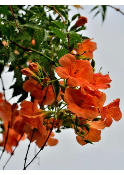 Videolu Turuncu Japon Gülü Çiçeği Fidanı 20-45 cm Saksılı Çiçekli Bodur Bitkiler Hibiscus Rose