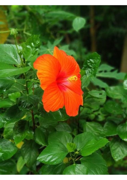 Videolu Turuncu Japon Gülü Çiçeği Fidanı 20-45 cm Saksılı Çiçekli Bodur Bitkiler Hibiscus Rose fiyatları