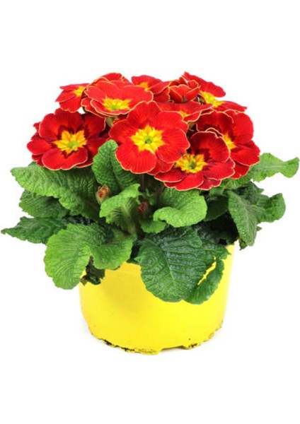Videolu Sarı Kırmızı Renk Çiçekli Çuha Çiçeği 1 Adet Saksılı 15-35CM Balkon Bitkisi(Primula Acaulis)
