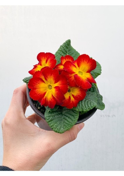 Videolu Sarı Kırmızı Renk Çiçekli Çuha Çiçeği 1 Adet Saksılı 15-35CM Balkon Bitkisi(Primula Acaulis)