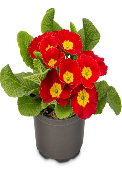 Videolu Sarı Kırmızı Renk Çiçekli Çuha Çiçeği 1 Adet Saksılı 15-35CM Balkon Bitkisi(Primula Acaulis)
