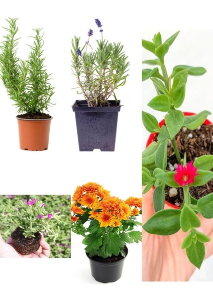 Videolu Mezar Üstü Çiçekleri 1 Lavanta 1 Biberiye 2 Muzçiçeği 2 Kasımpatı 2 Acem Toplam 8 Adet Bitki