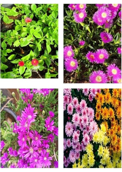 Videolu Mezar Üstü Çiçekleri 1 Lavanta 1 Biberiye 2 Muzçiçeği 2 Kasımpatı 2 Acem Toplam 8 Adet Bitki fiyatları