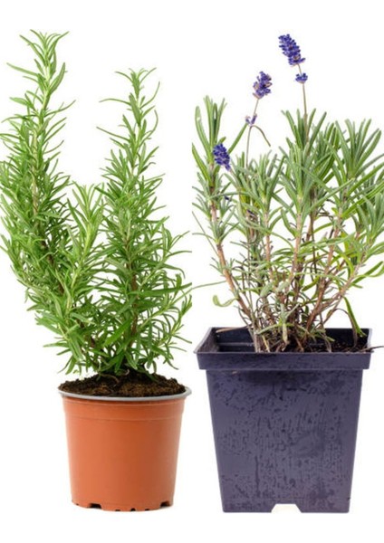 Videolu Mezar Üstü Çiçekleri 1 Lavanta 1 Biberiye 2 Muzçiçeği 2 Kasımpatı 2 Acem Toplam 8 Adet Bitki modelleri