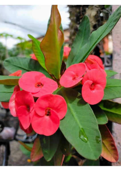 Videolu Kırmızı Milli Dikenler Tacı Çiçeği 1 Adet Saksılı 15-25CM Bahçe-Salon Bitkisi(Euphorbia)
