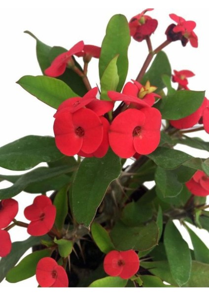Videolu Kırmızı Milli Dikenler Tacı Çiçeği 1 Adet Saksılı 15-25CM Bahçe-Salon Bitkisi(Euphorbia)