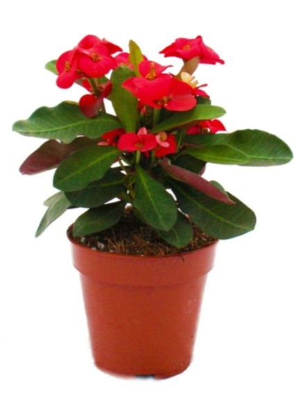 Videolu Kırmızı Milli Dikenler Tacı Çiçeği 1 Adet Saksılı 15-25CM Bahçe-Salon Bitkisi(Euphorbia)