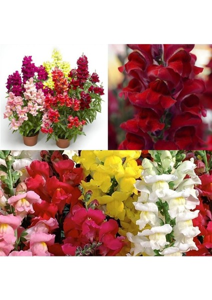 Videolu 1 Adet Kırmızı Renk Aslan Ağzı Çiçeği Fidesi 5-15CM Tüplü Çiçekli Bodur Bitkiler Snapdragon indirimleri