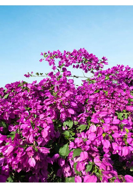 Videolu Mor Begonvil Çiçeği Fidanı 20-40CM Saksılı Çiçekli Bodur Bitkiler Purple Bougainvillea