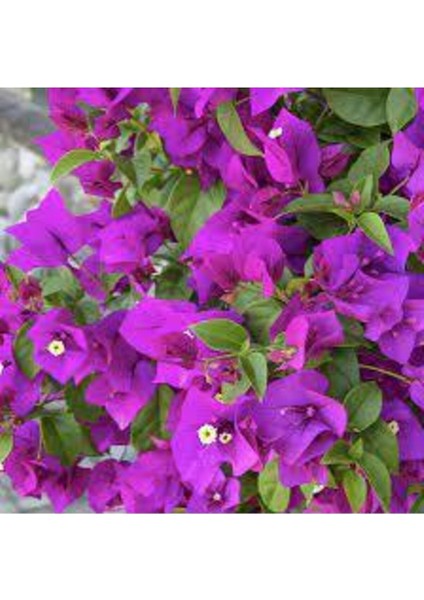 Videolu Mor Begonvil Çiçeği Fidanı 20-40CM Saksılı Çiçekli Bodur Bitkiler Purple Bougainvillea fiyatları