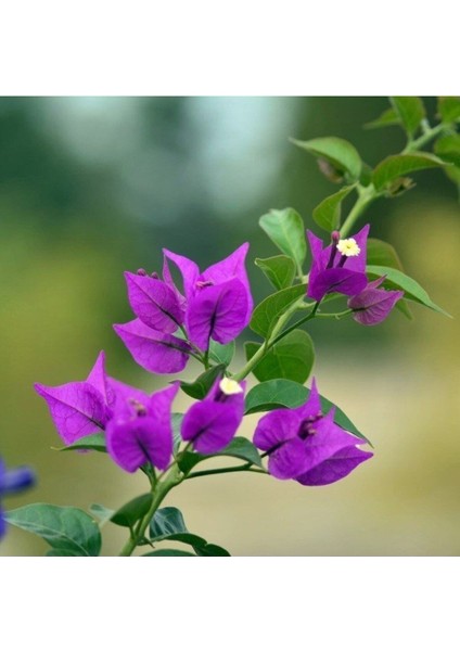 Videolu Mor Begonvil Çiçeği Fidanı 20-40CM Saksılı Çiçekli Bodur Bitkiler Purple Bougainvillea modelleri