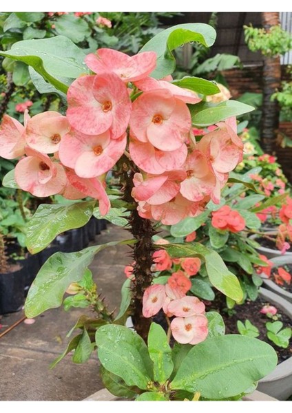 Serada Decor Plant Videolu Pembe Alacalı Milli Dikenler Tacı 1 Adet Saksılı 25-45 cm (Euphorbia)