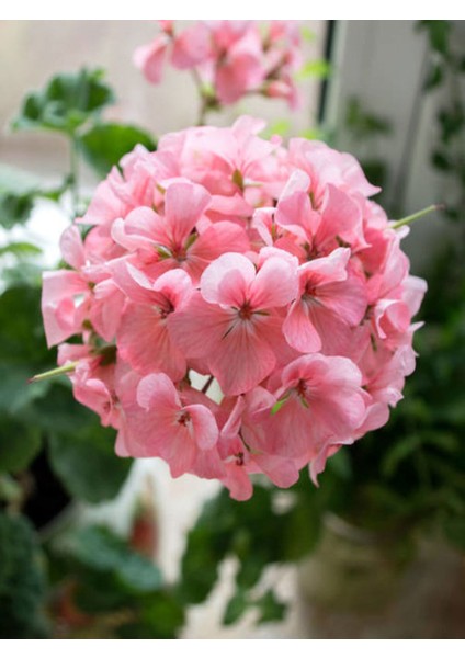 Videolu Açık Pembe Sardunya Çiçeği 1 Adet Saksılı 20-40 cm Balkon Bitkisi(Pelargonium Peltatum)
