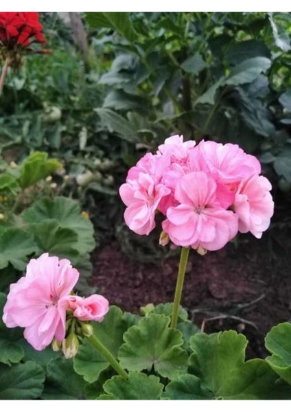 Videolu Açık Pembe Sardunya Çiçeği 1 Adet Saksılı 20-40 cm Balkon Bitkisi(Pelargonium Peltatum) fiyatları