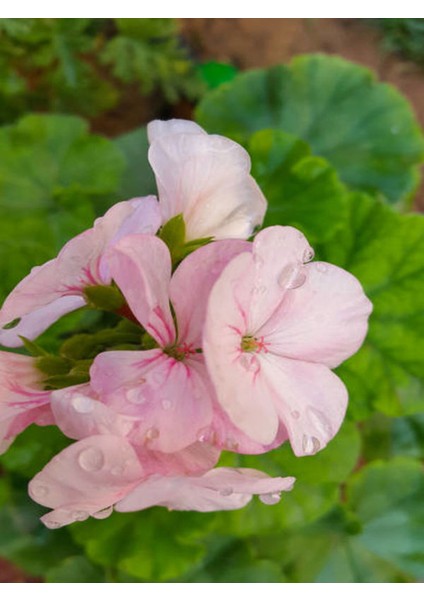 Videolu Açık Pembe Sardunya Çiçeği 1 Adet Saksılı 20-40 cm Balkon Bitkisi(Pelargonium Peltatum) modelleri