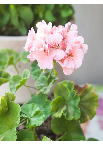 Videolu Açık Pembe Sardunya Çiçeği 1 Adet Saksılı 20-40 cm Balkon Bitkisi(Pelargonium Peltatum) fırsatları