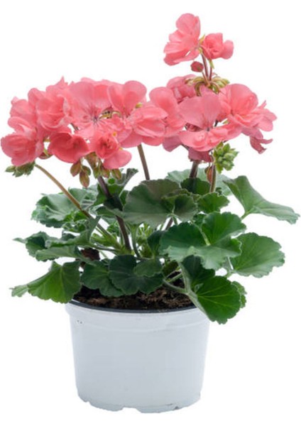 Videolu Açık Pembe Sardunya Çiçeği 1 Adet Saksılı 20-40 cm Balkon Bitkisi(Pelargonium Peltatum) indirimleri