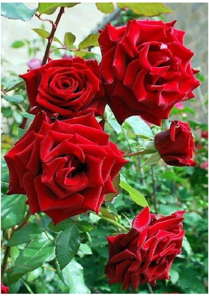Videolu Koyu Kırmızı 1 Adet Çıtır Minyatür Gül Fidanı 30-55CM Tüplüsaksılı (Miniature Rose)