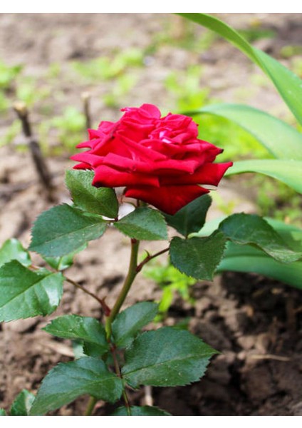 Videolu Koyu Kırmızı 1 Adet Çıtır Minyatür Gül Fidanı 30-55CM Tüplüsaksılı (Miniature Rose) fiyatları