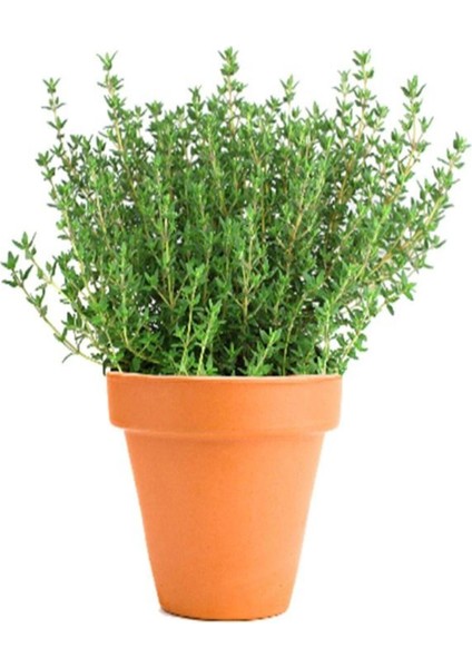 Videolu Yoğun Kokulu Kekik Fidanı Çiçeği 20-35CM Saksılı Çiçekli Bodur Bitkiler(Thyme Sapling)