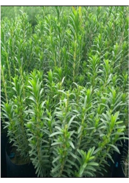 Videolu Yoğun Kokulu Kekik Fidanı Çiçeği 20-35CM Saksılı Çiçekli Bodur Bitkiler(Thyme Sapling)