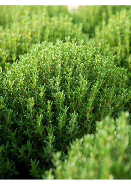 Videolu Yoğun Kokulu Kekik Fidanı Çiçeği 20-35CM Saksılı Çiçekli Bodur Bitkiler(Thyme Sapling)