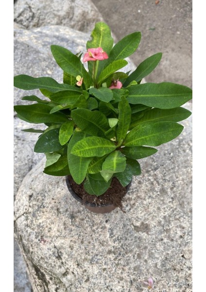 Videolu Pembe Milli Dikenler Tacı 1 Adet Saksılı Kaktüs (20-40 Cm) Ofis Bitkisi(Euphorbia) fiyatları
