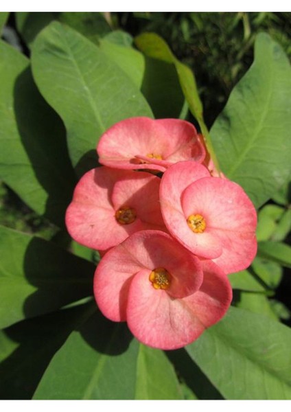 Videolu Pembe Milli Dikenler Tacı 1 Adet Saksılı Kaktüs (20-40 Cm) Ofis Bitkisi(Euphorbia) modelleri