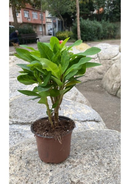 Videolu Pembe Milli Dikenler Tacı 1 Adet Saksılı Kaktüs (20-40 Cm) Ofis Bitkisi(Euphorbia) fırsatları