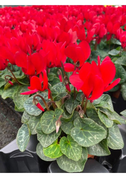 Videolu Canlı Kırmızı Renk 1 Adet Sıklamen Çiçeği Saksılı 30-50CM (Red Cyclamen Flower)