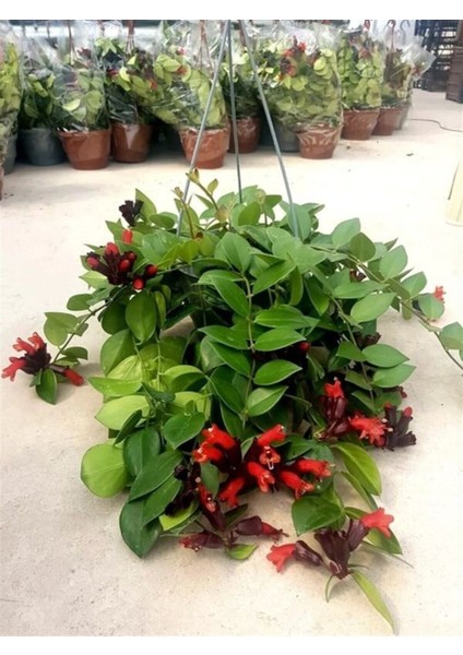Videolu Kırmızı Renkli 1 Adet Ruj Çiçeği Fidanı 40-60CM Saksılı (Lipstick Plant) fiyatları
