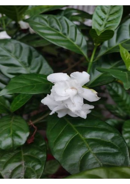 Videolu Harika Kokulu Beyaz Gardenya Çiçeği Bitkisi 30-45 cm Saksılı Çiçekli Bodur Gardenia Flower