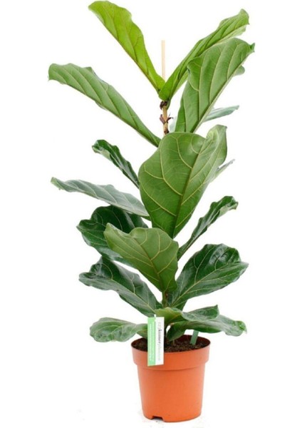 Ficus Lyrata Keman Yapraklı Kauçuk Bitkisi 50 - 60 cm
