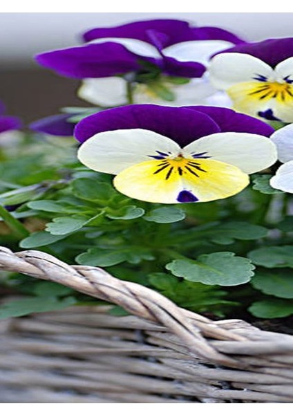 Videolu 30 Adet Beyaz Mor Hercai Menkşe Çiçeği Fidanı 5-15 cm Tüplü Çiçekli Bodur Purple Viola fiyatları