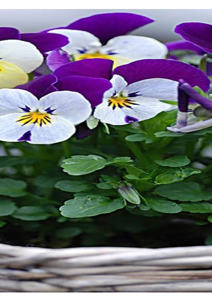 Videolu 30 Adet Beyaz Mor Hercai Menkşe Çiçeği Fidanı 5-15 cm Tüplü Çiçekli Bodur Purple Viola modelleri